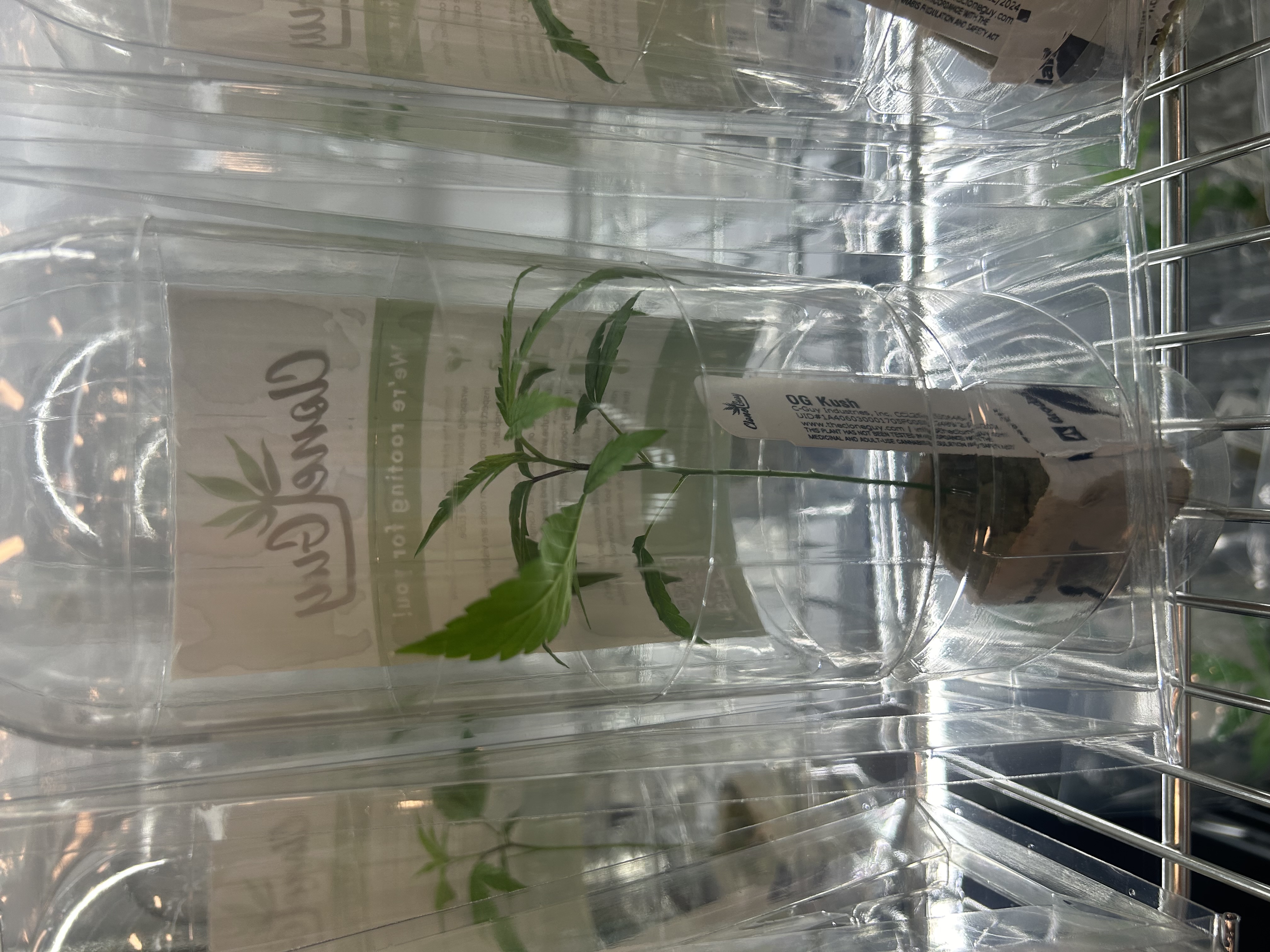 CG | OG KUSH (I/H) | CLONE