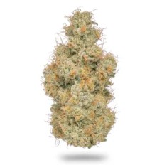 NORTHERN EMERALD | CHAPOS CHURRO (I/H) |  5G