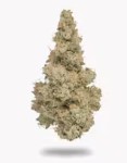 NORTHERN EMERALD | DURBAN POISON (S) | 5G