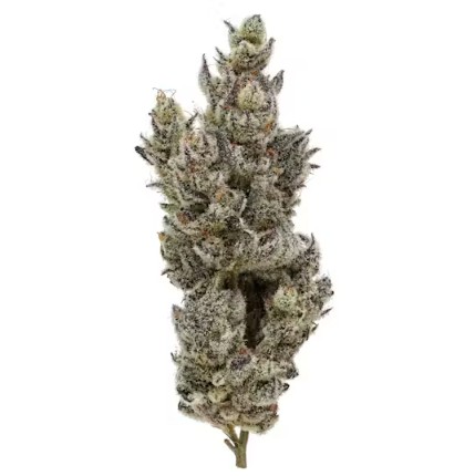 FIG FARMS | HOLY COW! (H) | 3.5G