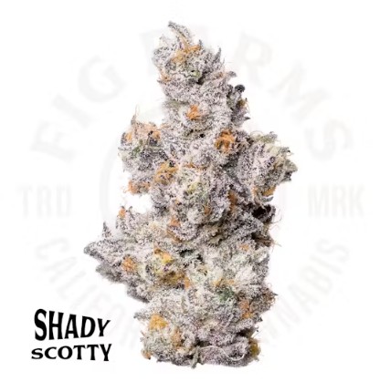 FIG FARMS | SHADY SCOTTY (I/H) | 3.5G