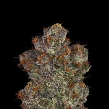 Couch Rider (i/h) 3.5G