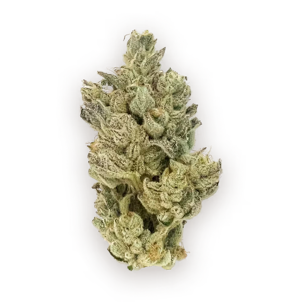 Gluetopia (h) 3.5G