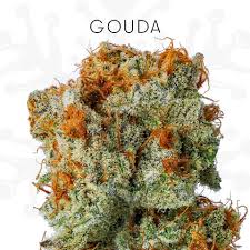 Gouda (s) 3.5G
