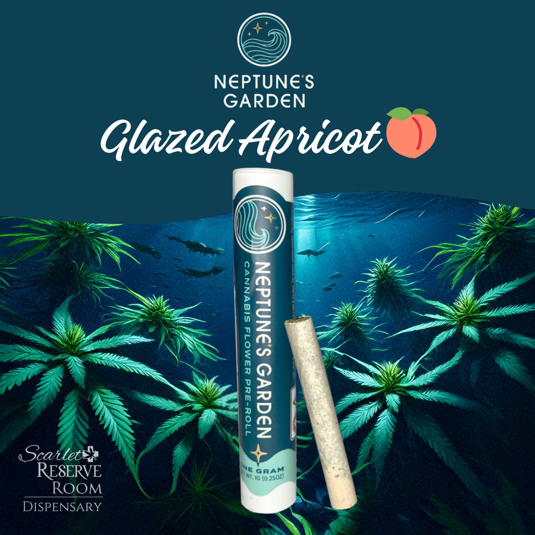 GLAZED APRICOT GELATO PRE ROLLS