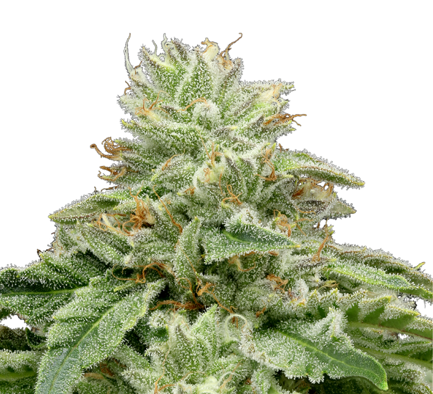 Z 3.5G Flower