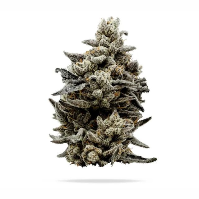 Randy Watzon  #13 3.5G Premium Flower