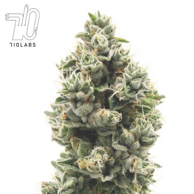 Rainbow Belts 3.5G Flower