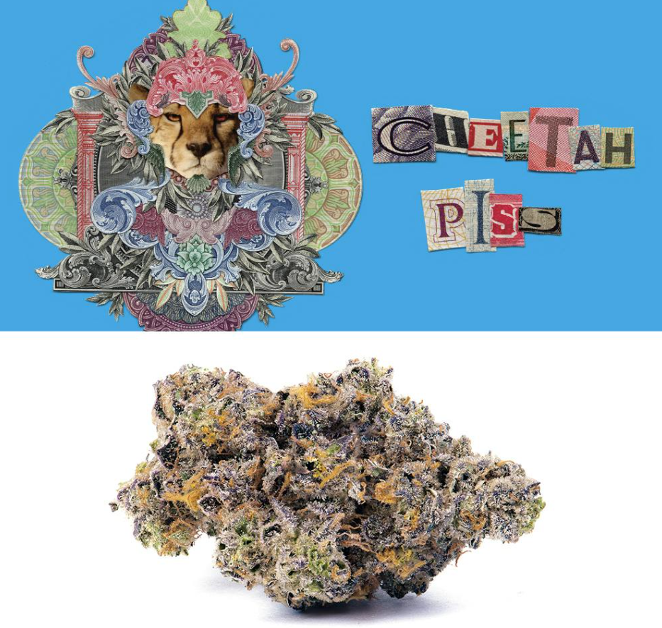 C CHEETAH PISS (3.5G)