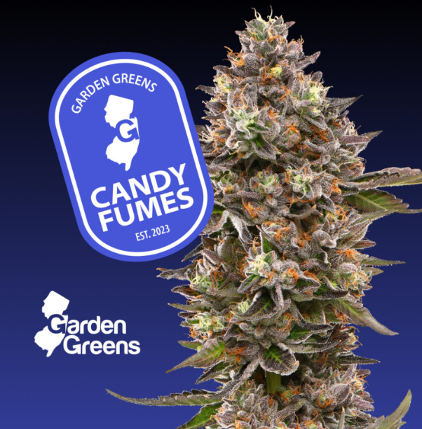 CANDY FUMEZ (BIG BUDS)