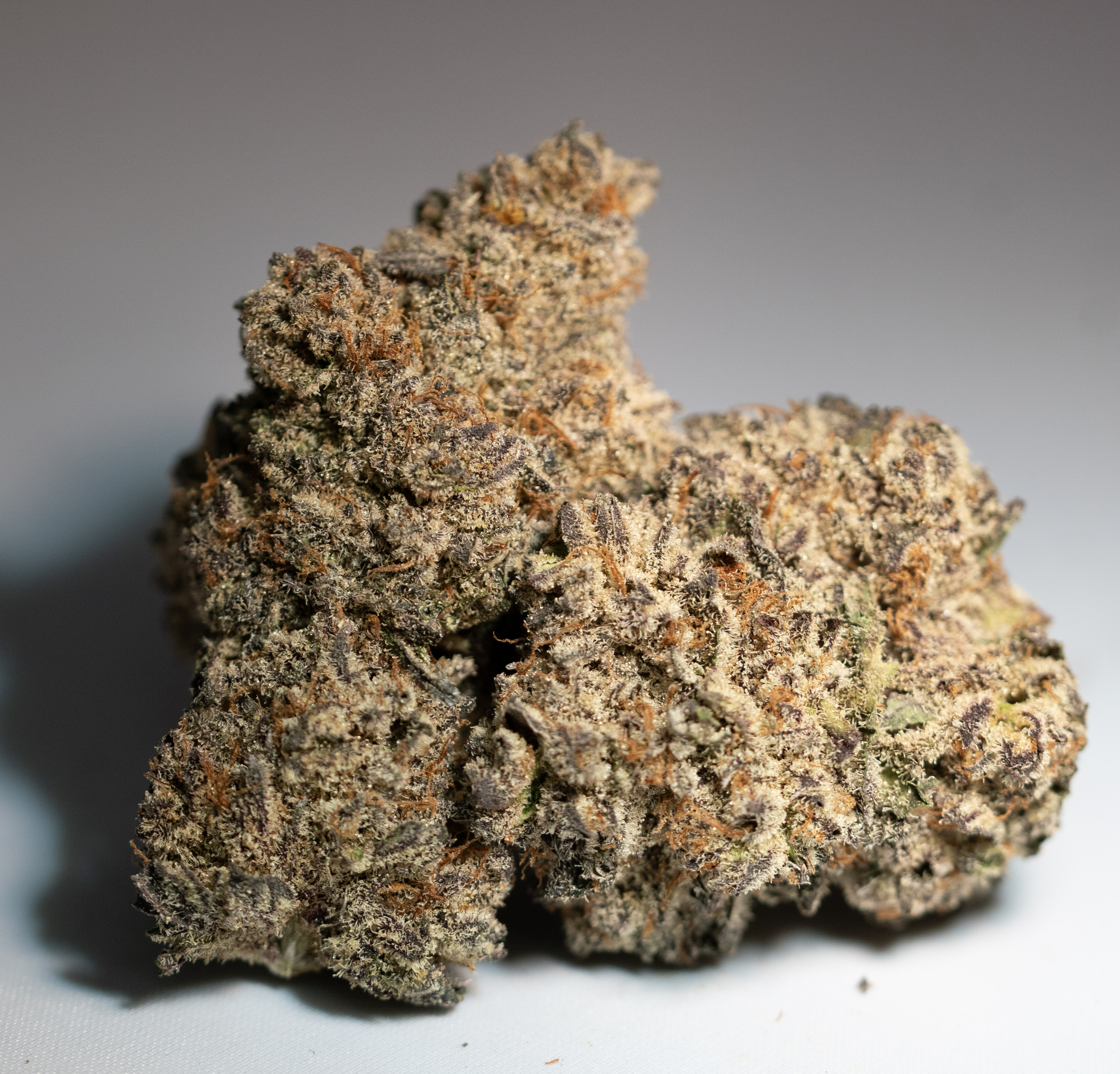 Truffle Icing (h) 7G