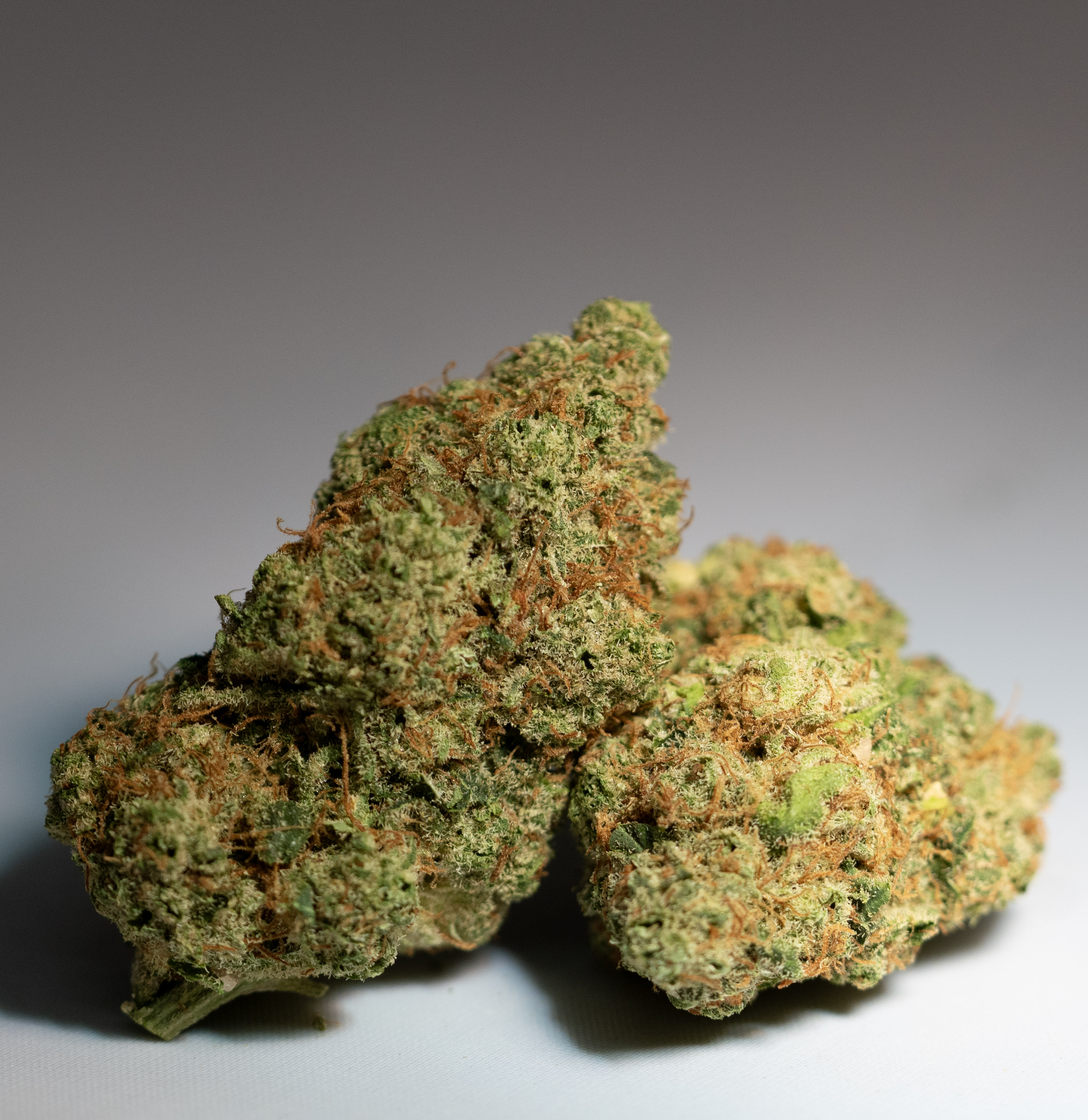 Pom Odder Popz #7 (s) Smalls 14G