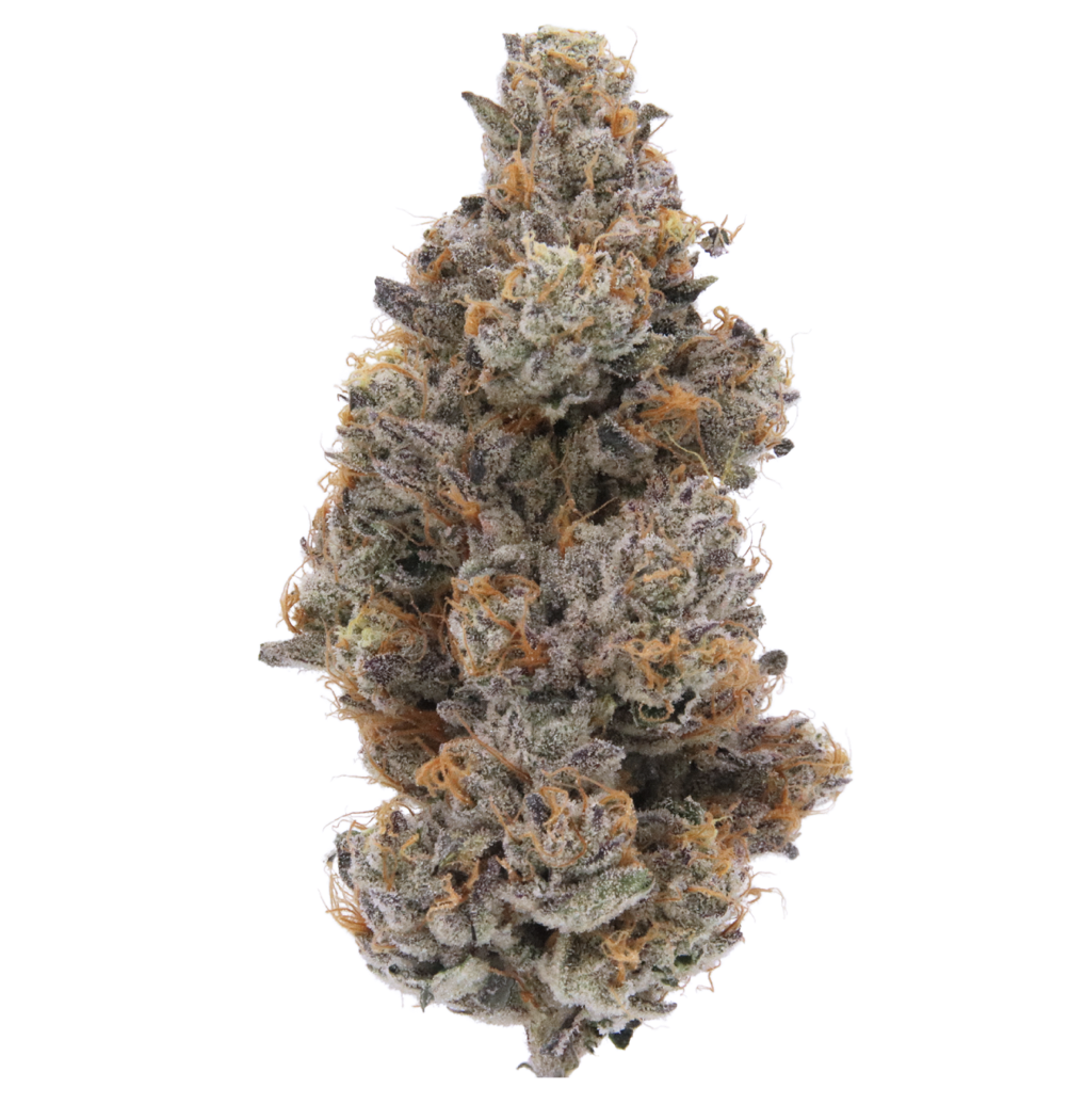 Guava Bomba (h) 3.5G