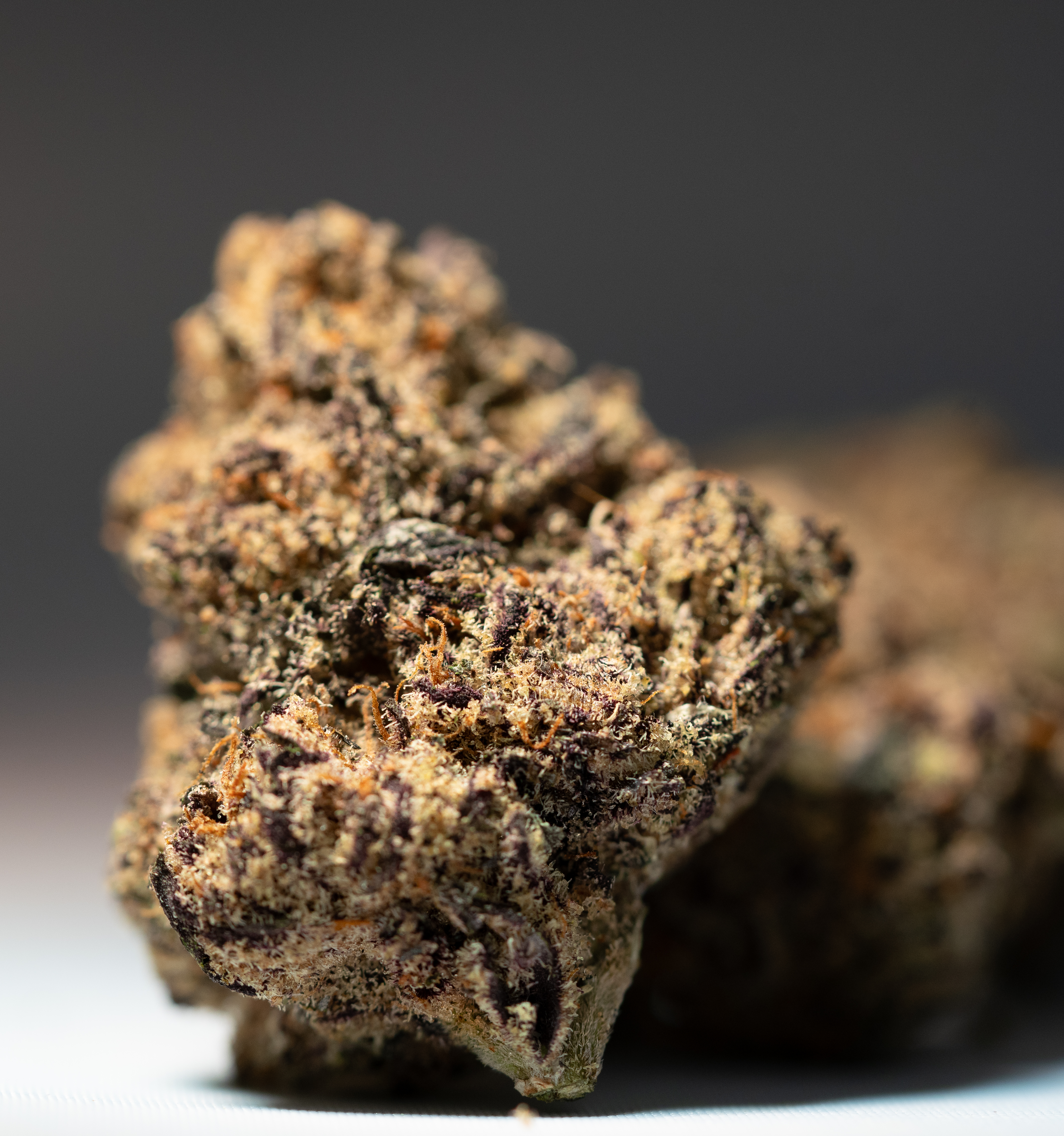 Cherry Nova (h) 7G