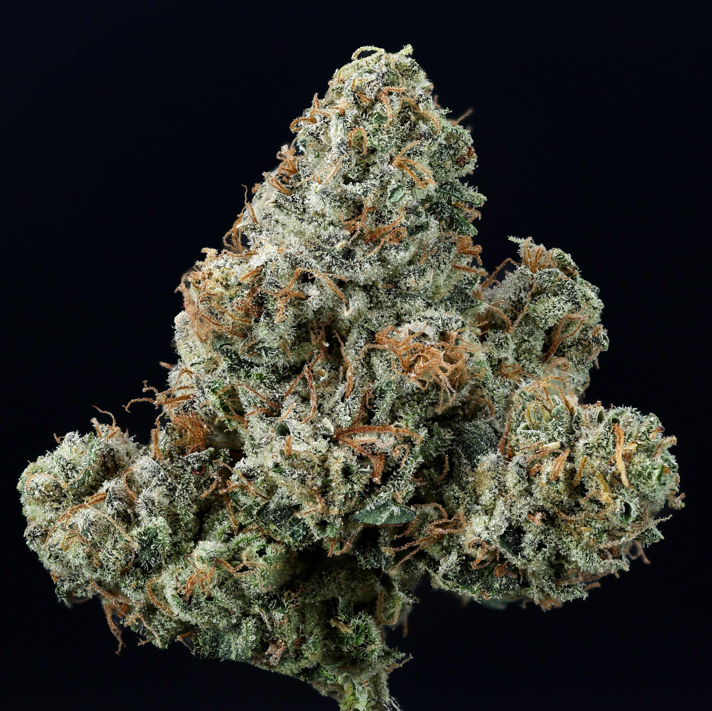 Headbanger (s) 3.5G