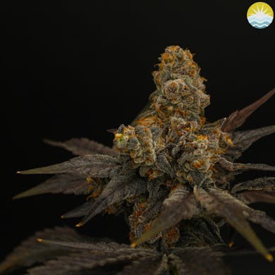 Melonheads | 3.5G Flower