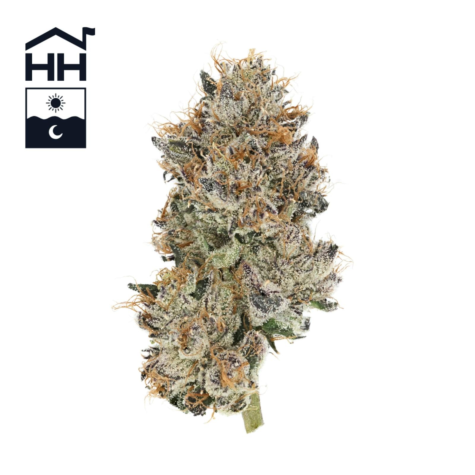 Kandy Runtz | Bulk A Buds