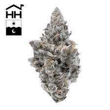 Animal Tsunami | 3.5G Flower