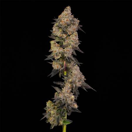 Blue Suede | 3.5G Flower