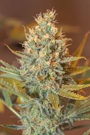 Banana Crush | 3.5G Flower
