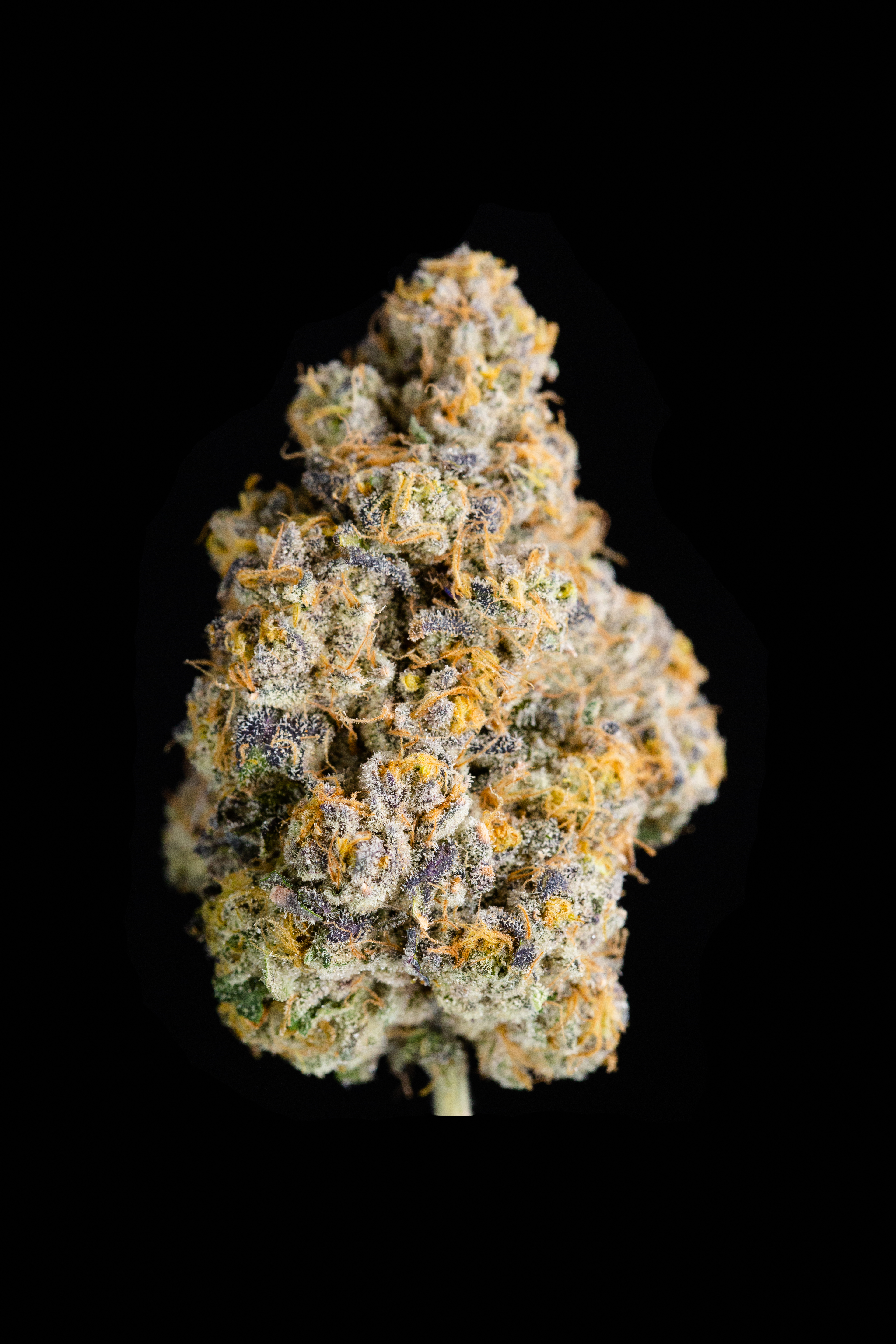 Cape White Shark |  3.5G Flower