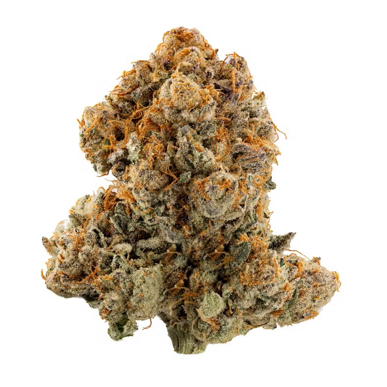 Fortissimo | 3.5G Flower