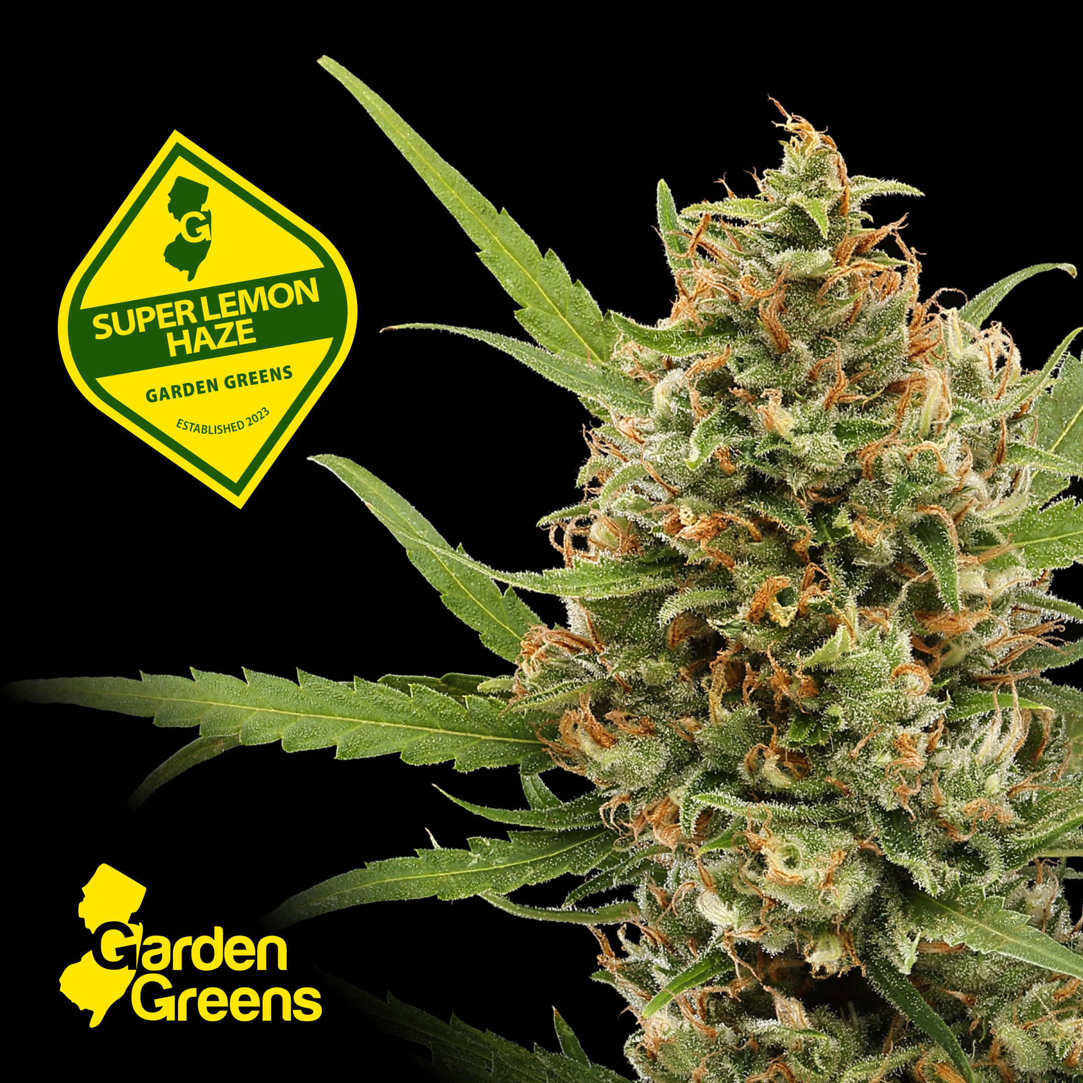 Super Lemon Haze 3.5G (s)
