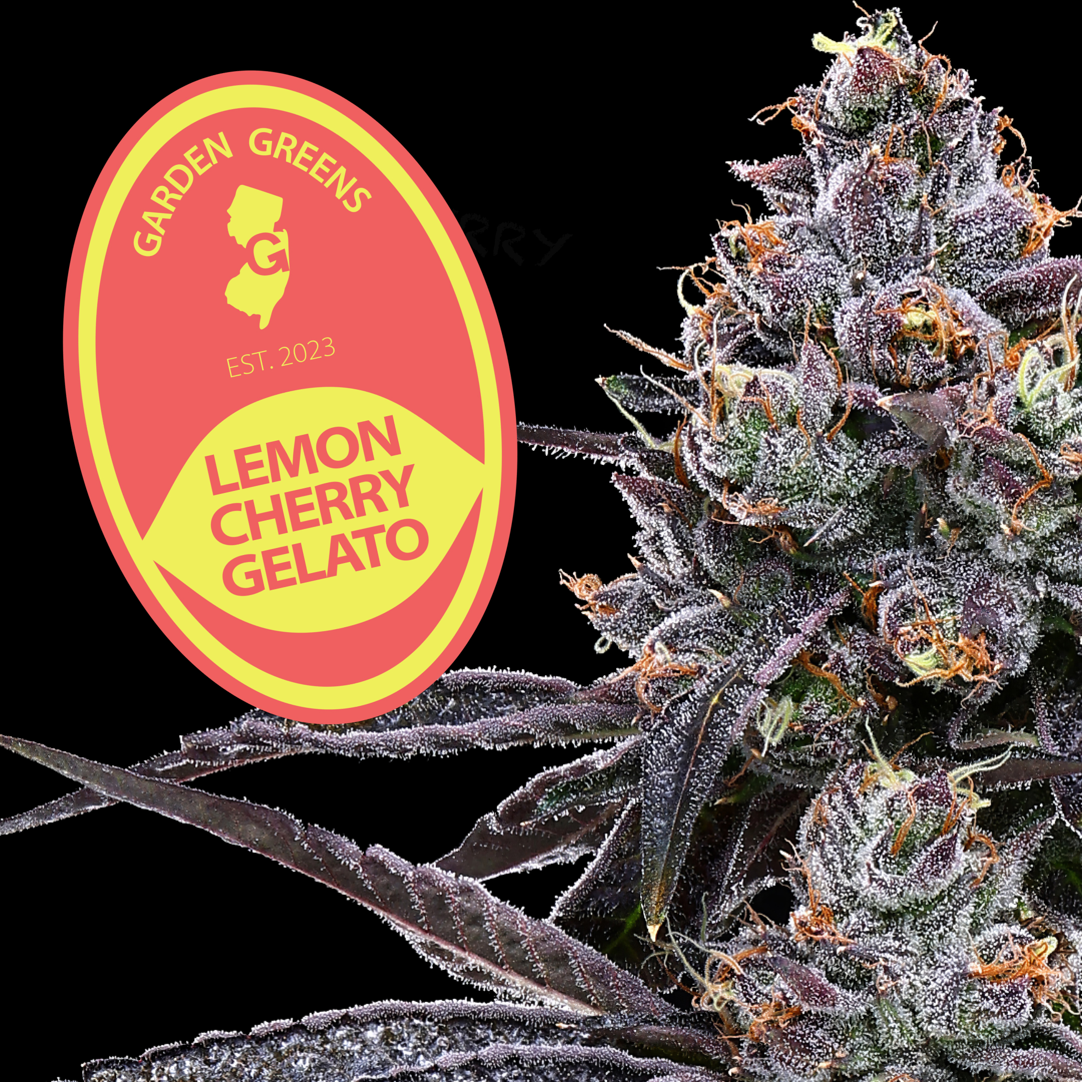 Lemon Cherry Gelato 3.5G (h)
