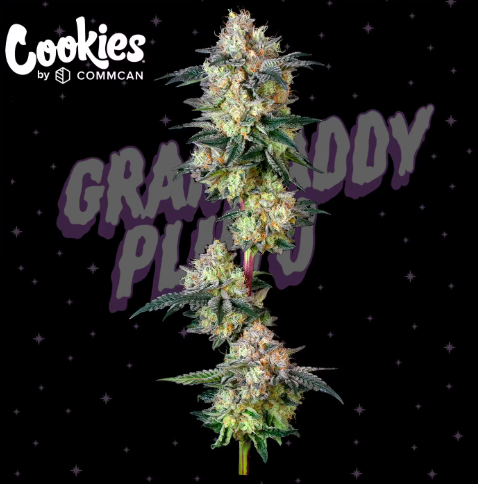 Grandaddy Pluto Pr 1g
