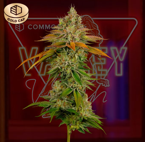 Valley Vixen 3.5g