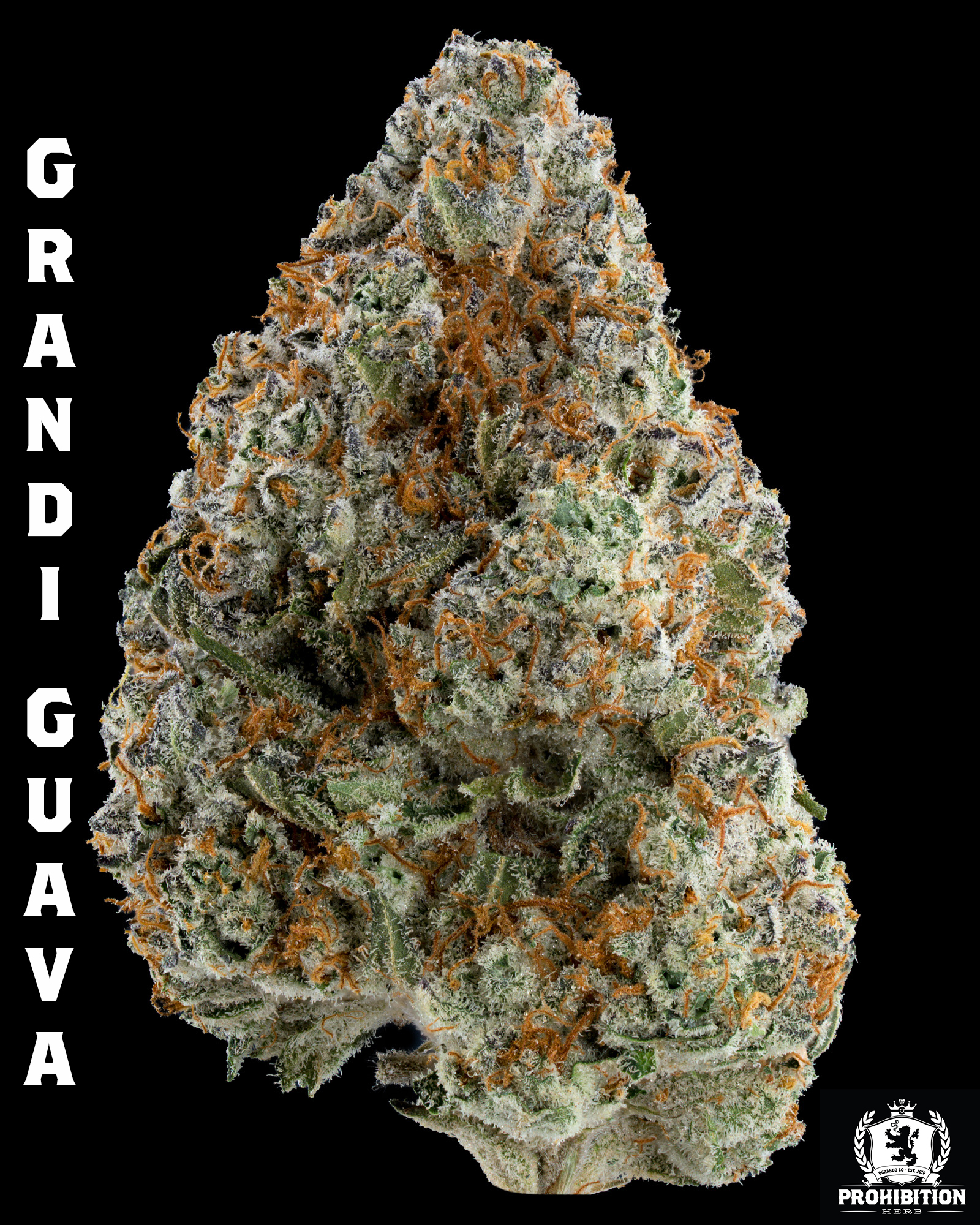[14G] | GRANDI GUAVA | SATIVA