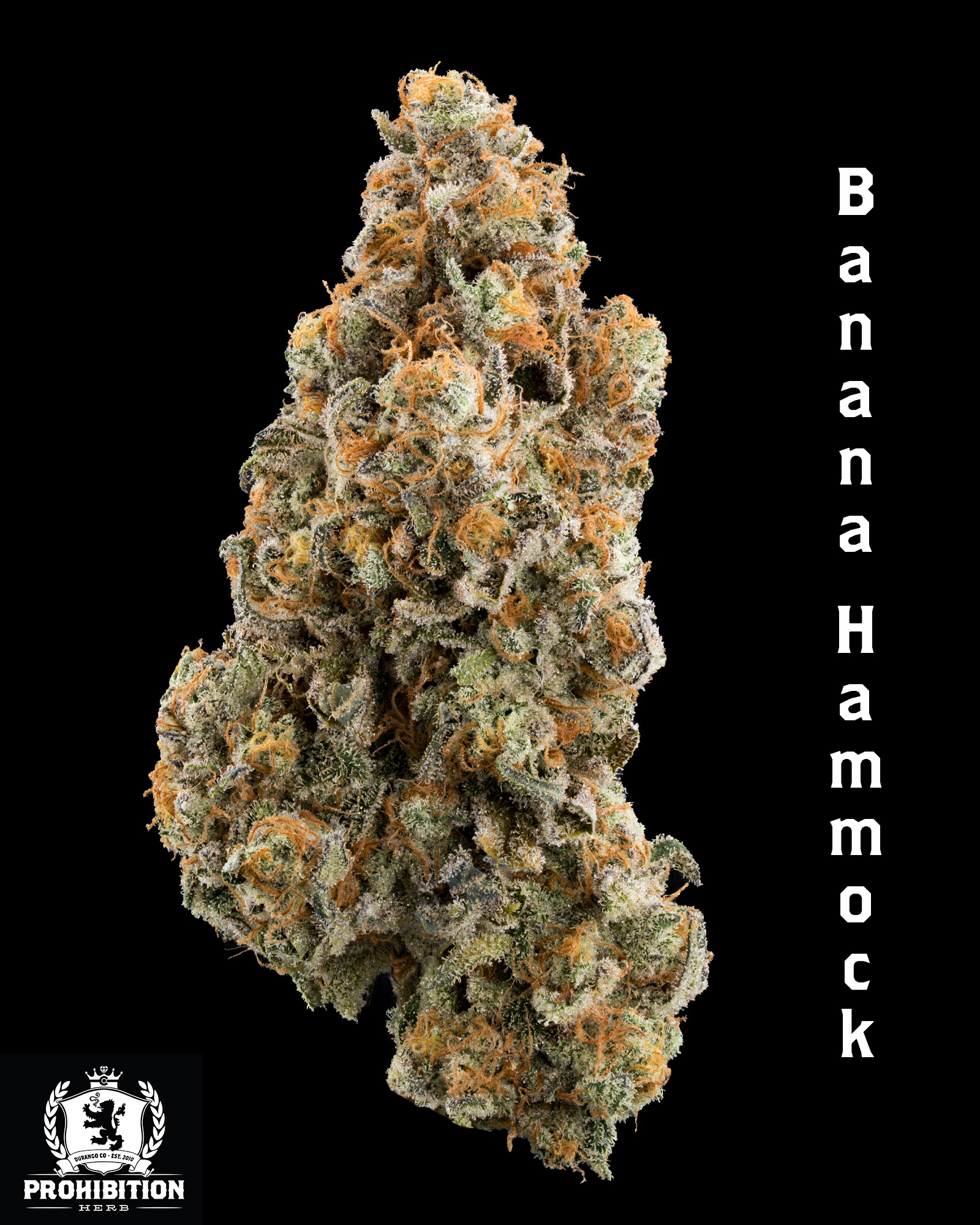 [1G ] | BANANA HAMMOCK | INDICA