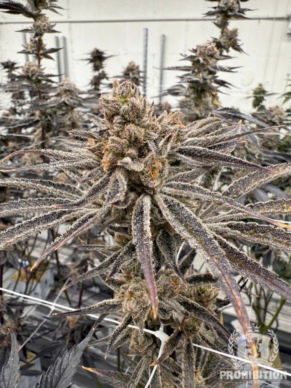 [3.5G] | GASTRO POP | INDICA