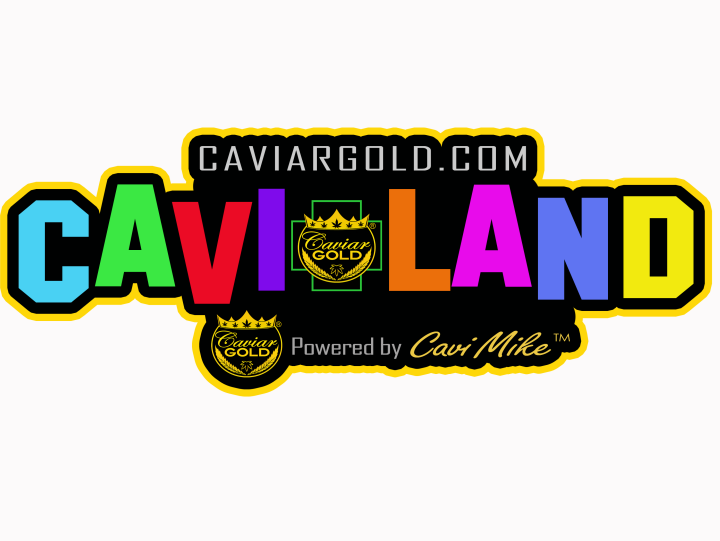 Caviar Gold  Cavi Land 1 Infused Preroll