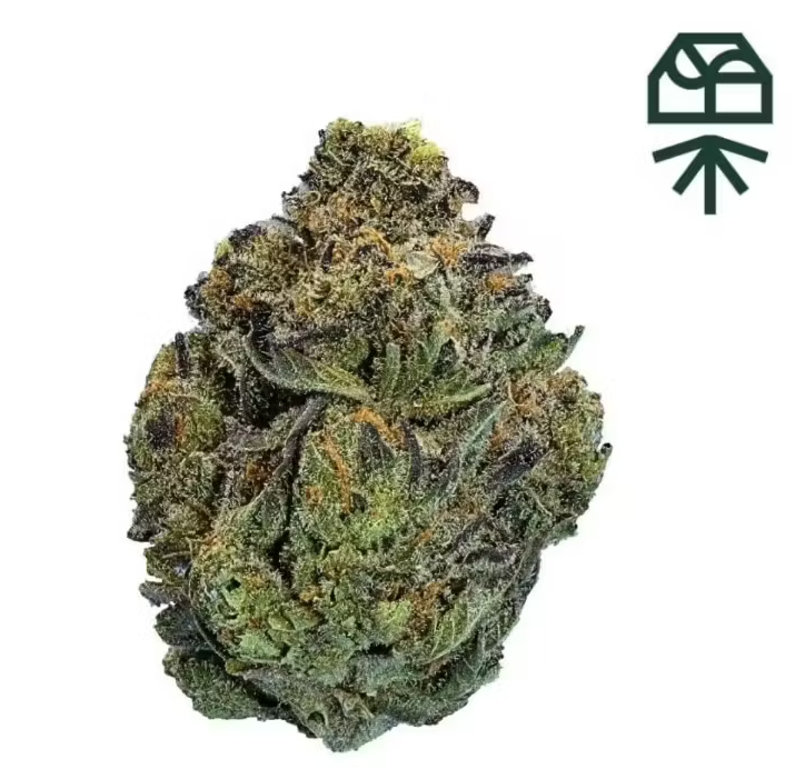 ASTRO GMO 3.5G