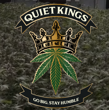 QUIET KINGS - LEMON ZEST 0.5 GRAM PREROLLS - 28 PACK