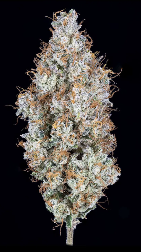 Green Dot Labs Black Label | Fuchsia Flower | 3.5G Pre-pack Flower