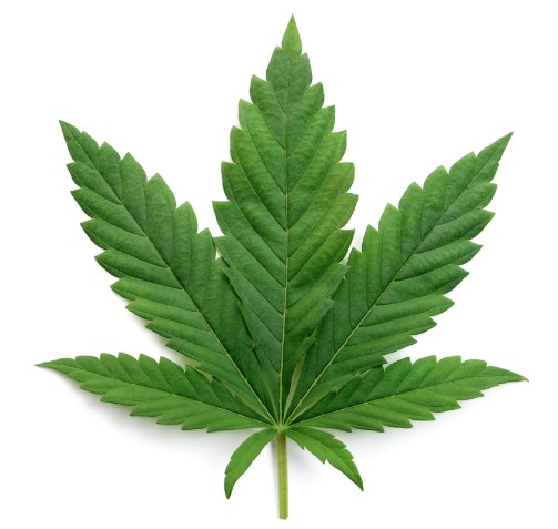 Pearl Cannabis | Dante's Inferno