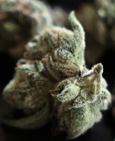 Astronomic High | Cheddar Cheese Smalls