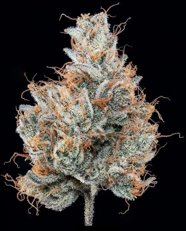 Green Dot Labs Black Label | Lemon Butter Rum | 3.5G Pre-pack Flower
