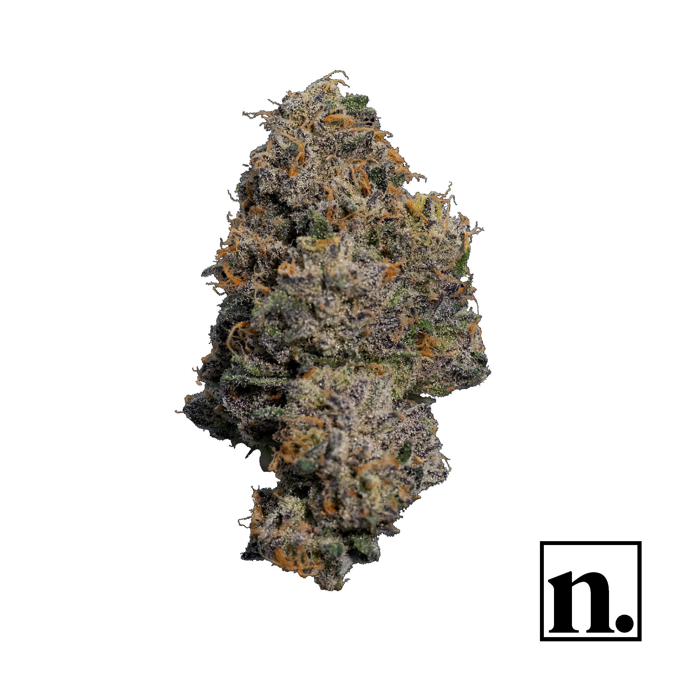 Pink Ink | 1G Flower