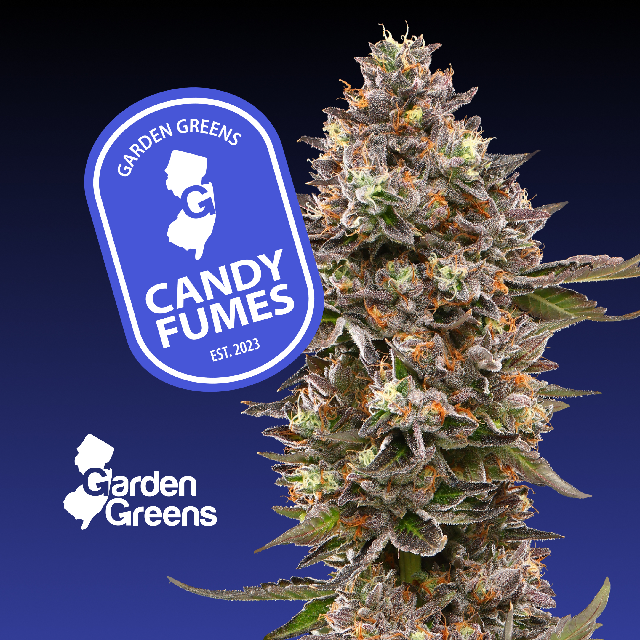 Candy Fumes 3.5G Flower