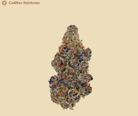 NEZ - CADILLAC RAINBOW (14G) (I)