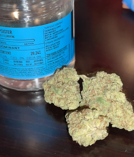 Revolution - The Stepsister (7g) (i)