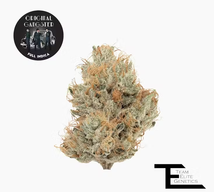 TEAM ELITE GENETICS ORIGINAL GANGSTER 3.5G INDICA