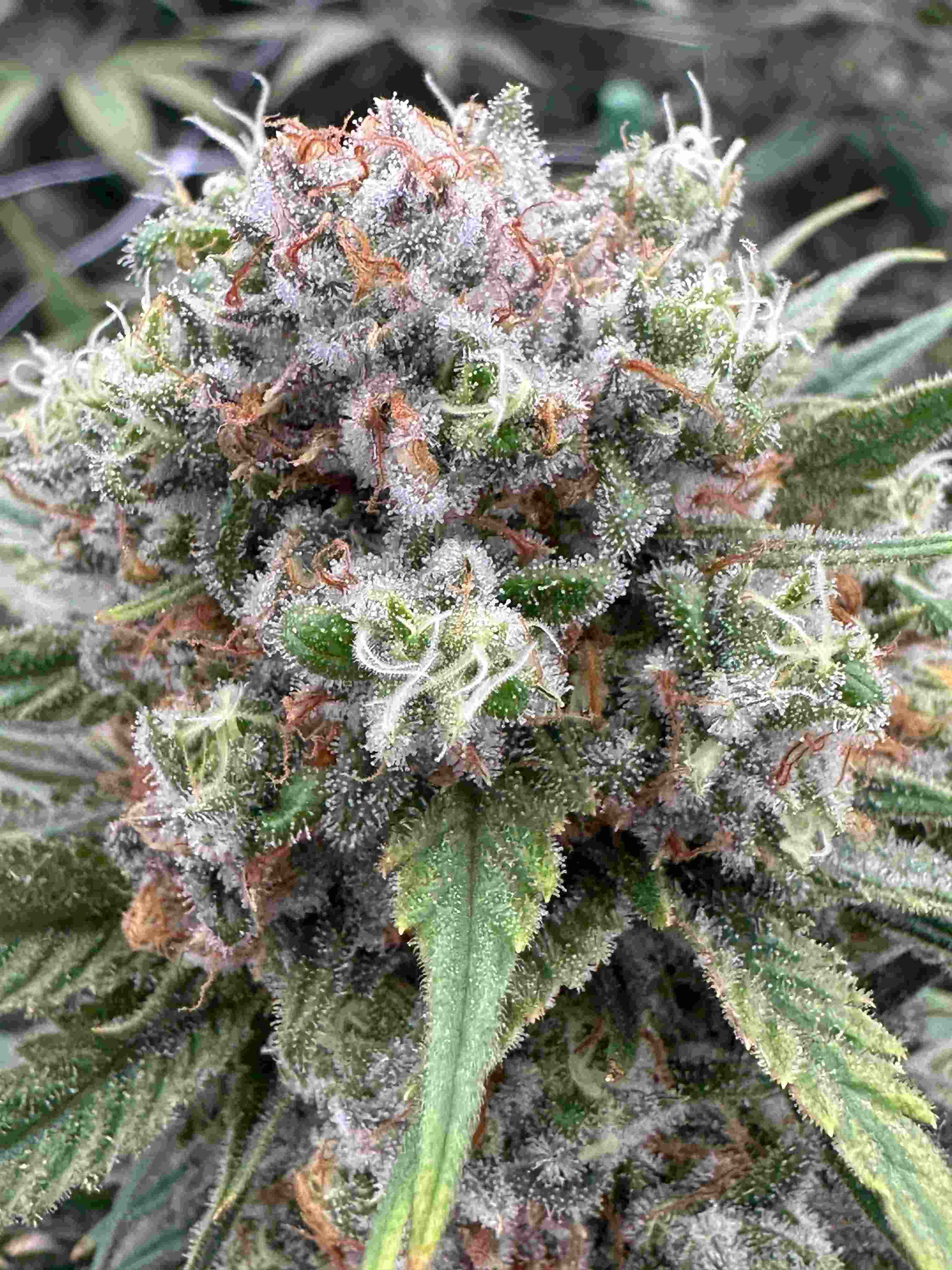 GRIZZLY GOO | 1G