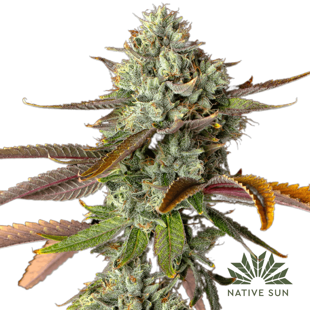 EMERGEN-C | 3.5G