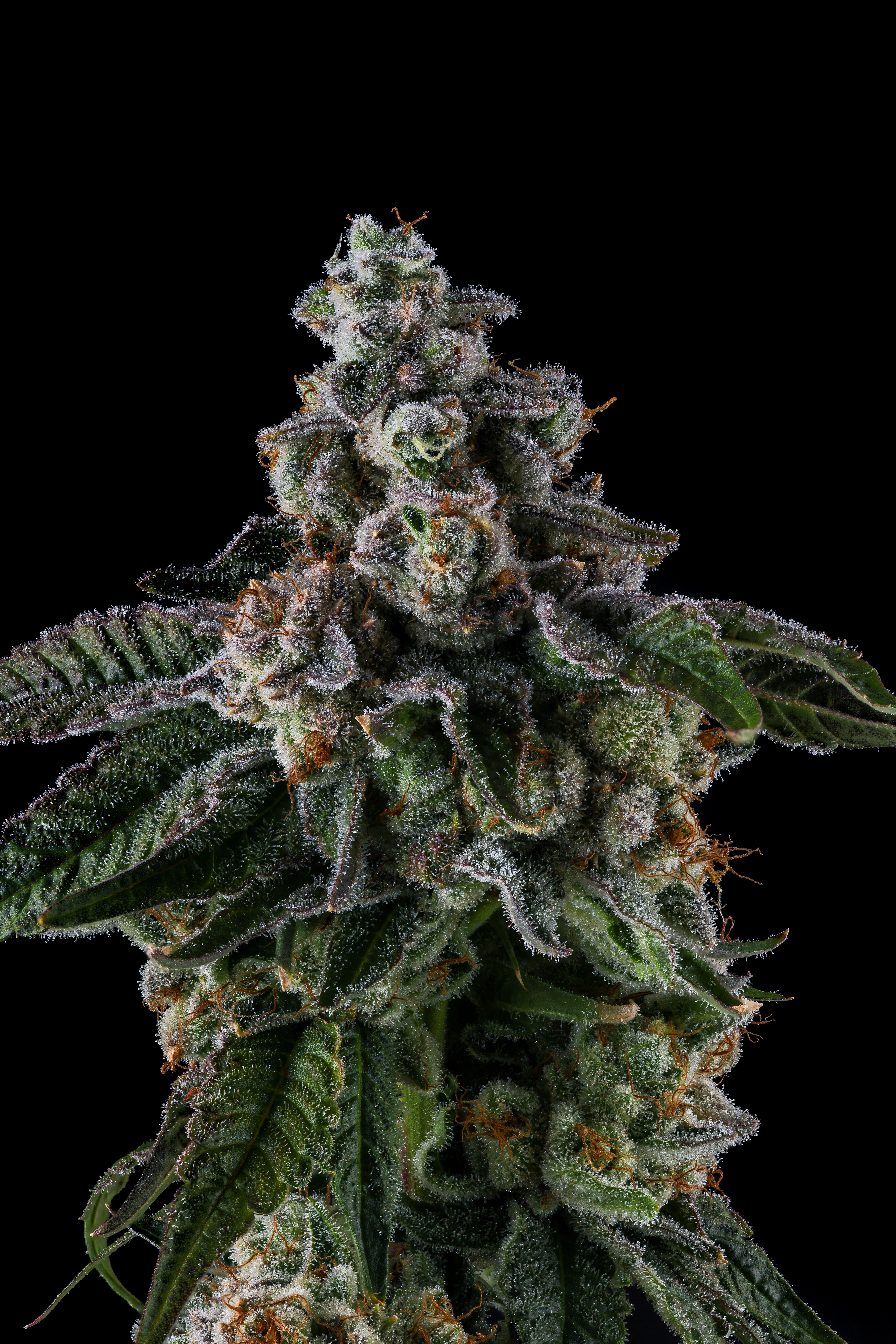 London Pound Cake Pre Roll