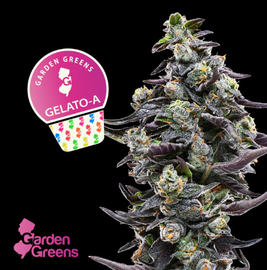 Gelato A | 3.5g | Flower