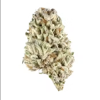 BISCOTTI 2.0 | 14G